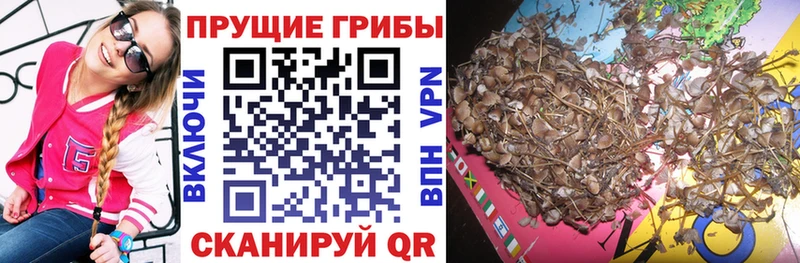 Псилоцибиновые грибы Psilocybine cubensis  сайты даркнета телеграм  Кущёвская 